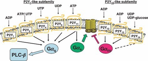P2Y receptor agonist P2Y receptor agonist